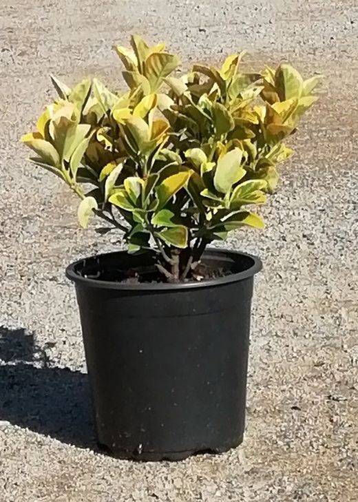 Evónimo Bonetero del Japón Euonymus japonicus Aureomarginatus