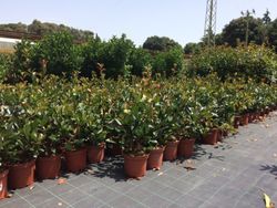 Fotinia Photinia x fraseri Red Robin