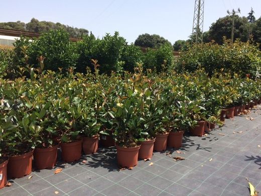 Fotinia Photinia x fraseri Red Robin
