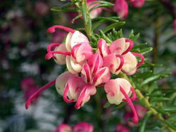 Grevillea lanigera Mount Tamborita