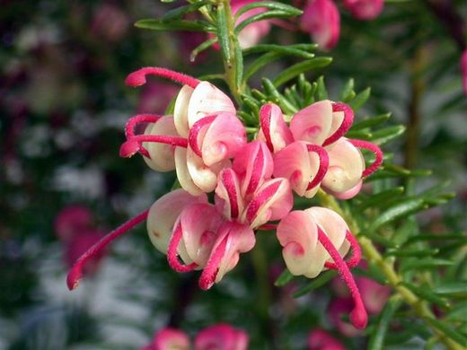 Grevillea lanigera Mount Tamborita
