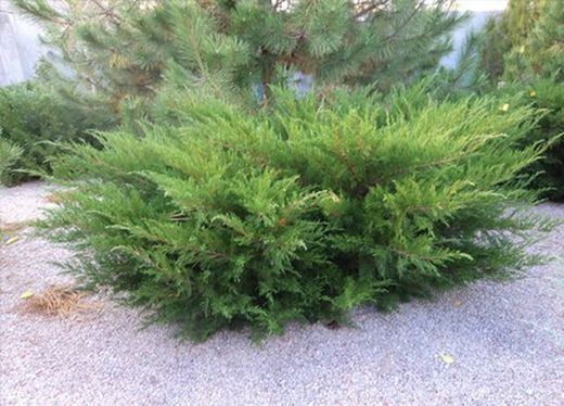 Junipero Juniperus Mint Julep
