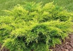 Junipero Old Gold Juniperus pfitzeriana Old Gold