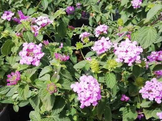 Lantana montevidensis C. 2.5 L.
