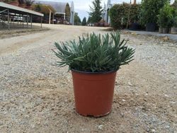 Lavanda     Espliego    Lavandula officinalis