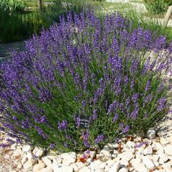 Lavanda     Espliego    Lavandula officinalis