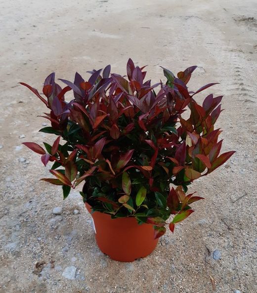 Leucothoe Zeblid 2,5 L.