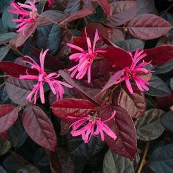 Loropetalum chinensis