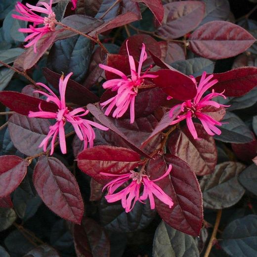 Loropetalum chinensis