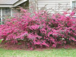 Loropetalum chinensis