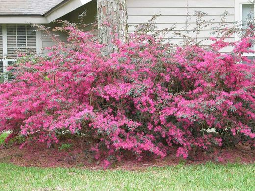 Loropetalum chinensis