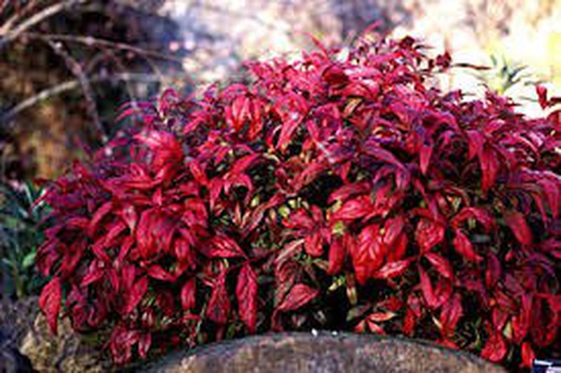 variedades de nandina enana