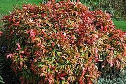 Nandina Nandina domestica Fire Power