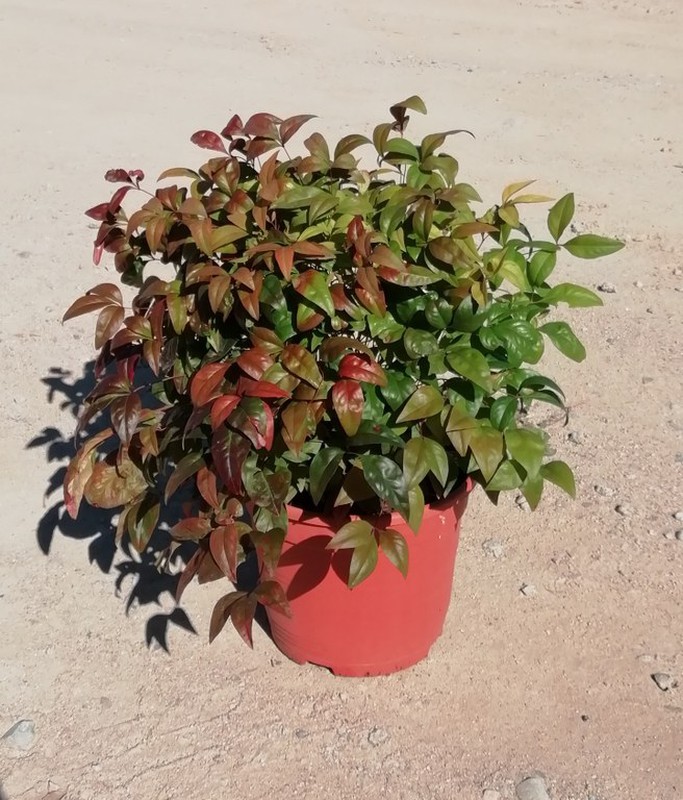 variedades de nandina enana