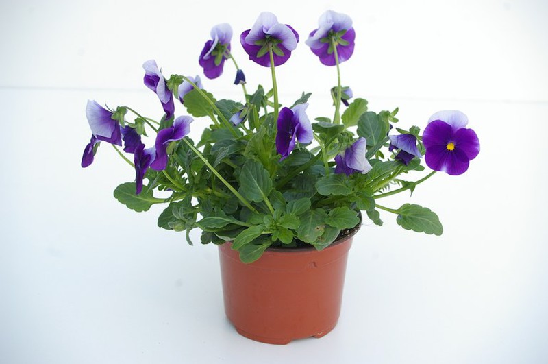 Pensamiento mini - Viola cornuta — Centro de Jardineria Cardedeu