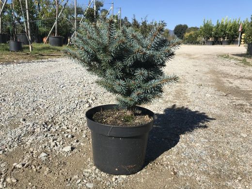 Picea azul globosa    Picea pungens Glauca Globosa