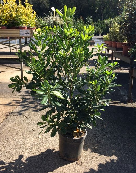 Pitosporum   Azahar de la China   Pittosporum tobira
