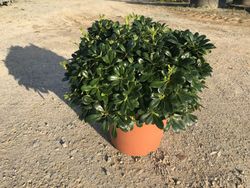 Pittosporum tobira Nana