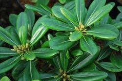 Pittosporum tobira Nana