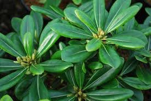 Pittosporum tobira Nana