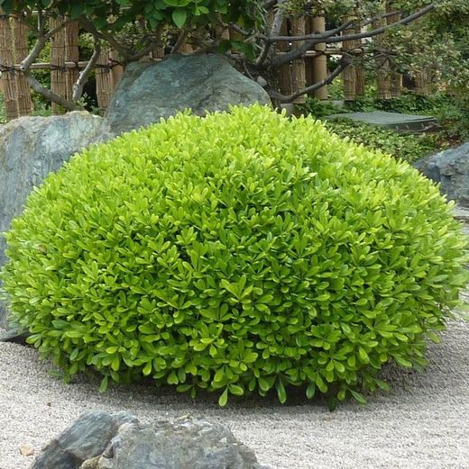 Pittosporum tobira Nana