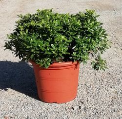Pittosporum tobira Nana