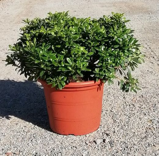 Pittosporum tobira Nana