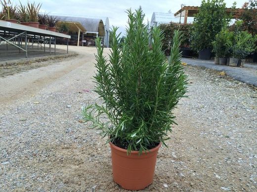 Romero Rosmarinus officinalis