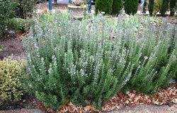 Romero Rosmarinus officinalis