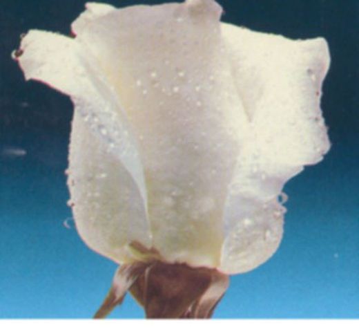 Rosal 'Queen Elisabeth' (color blanco) 2 litros