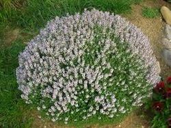Tomillo     Thymus vulgaris
