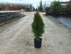 Tuya Esmeralda Thuja occidentalis Smaragd