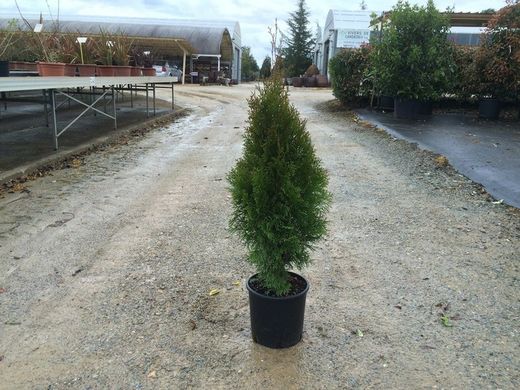 Tuya Esmeralda Thuja occidentalis Smaragd