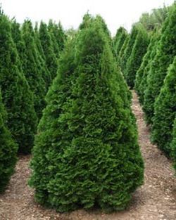 Tuya Esmeralda Thuja occidentalis Smaragd